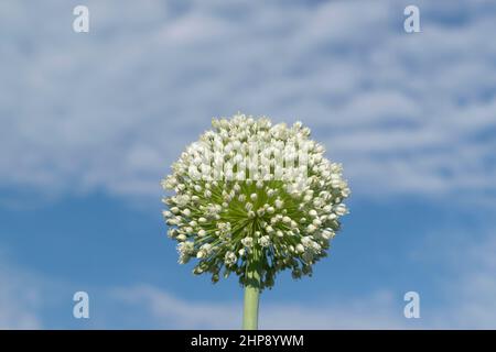 Primo piano delle piante di cipolla germogliante nel giorno estivo Foto Stock