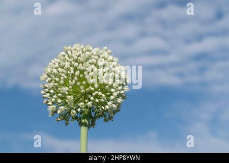 Primo piano delle piante di cipolla germogliante nel giorno estivo Foto Stock