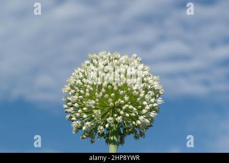 Primo piano delle piante di cipolla germogliante nel giorno estivo Foto Stock