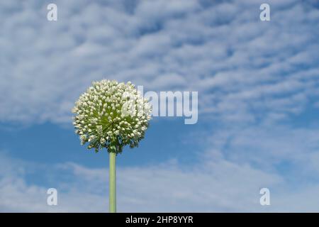 Primo piano delle piante di cipolla germogliante nel giorno estivo Foto Stock