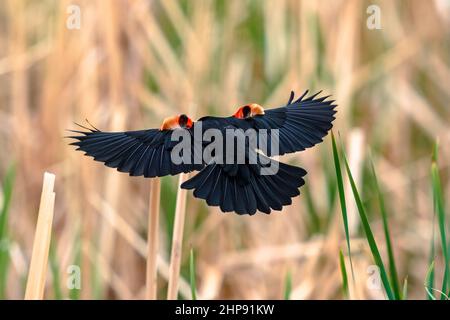 Le piume delle spalle di un Blackbird dalle ali rosse si sollevano creando un aspetto visivo interessante mentre vola in un habitat di crataglie. Foto Stock