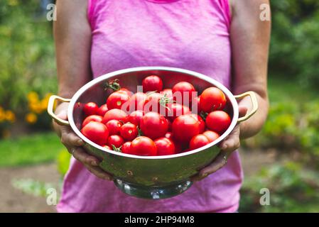 donna che tiene una ciotola piena di pomodori appena raccolti in un giardino biologico, pomodori rossi maturi durante la stagione di raccolta Foto Stock