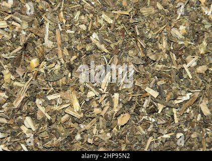 Tè di Silybum marianum Foto Stock