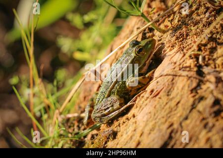 La rana verde sta prendendo il sole su un moncone. Foto Stock