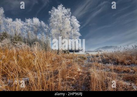 DE - BAVIERA: Inverno nel Moor Hoffilze a Bichl con Stallauer Eck montagne sullo sfondo Foto Stock