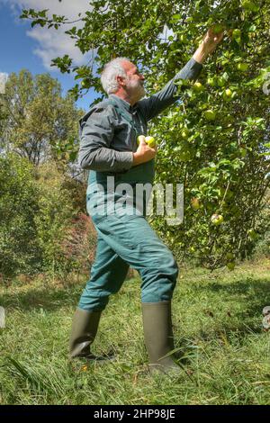 Un agricoltore biologico sceglie le sue sane mele biologiche dall'albero di mele in una bella giornata di sole alla fine di settembre. Foto Stock