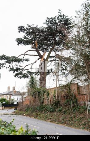 Woodbridge Suffolk UK Febbraio 19 2022: I chirurghi degli alberi che effettuano lavori di emergenza dopo una tempesta estrema hanno causato danni ad un grande albero danneggiando una casa Foto Stock