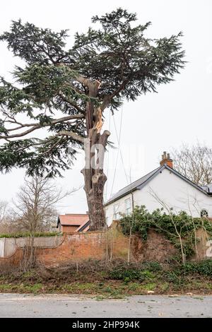 Woodbridge Suffolk UK Febbraio 19 2022: I chirurghi degli alberi che effettuano lavori di emergenza dopo una tempesta estrema hanno causato danni ad un grande albero danneggiando una casa Foto Stock