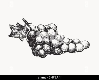 Illustrazione del vettore Uvaggio. Vettore di disegno della linea di inchiostro. Illustrazione Vettoriale