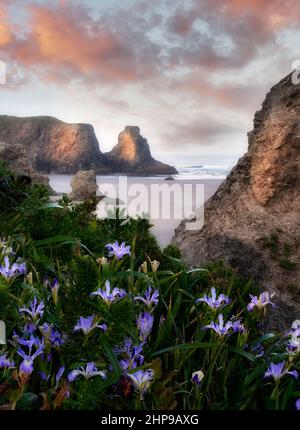 Fiori di iride selvaggia a Bandon Beach, Oregon Foto Stock