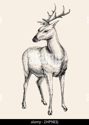 Illustrazione vettoriale del cervo, disegno a mano, schizzo Illustrazione Vettoriale