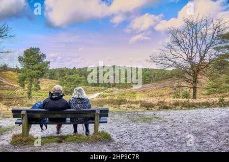 Il retro della vecchia coppia si siede su una panchina e gode della vista nel brunssummerheide, Olanda Foto Stock
