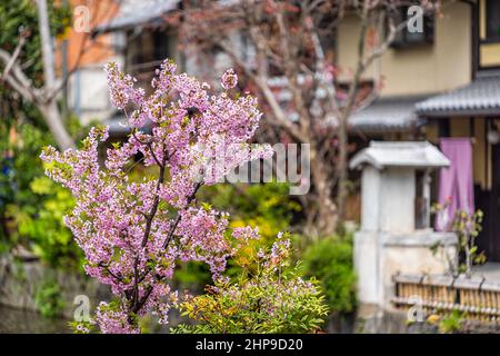 Kyoto kiyamachi-dori quartiere residenziale Takase fiume canale acqua in Giappone primavera aprile stagione sakura ciliegia fiore petali fiori albero closeup Foto Stock