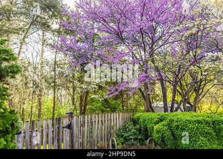 Idilliaco giardino fiabesco in Virginia con ingresso in legno recinzione da cespugli verdi e redbud viola primavera fiori primavera su albero fioritura Foto Stock