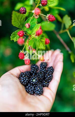 Appendere nero e rosso merda unmature more su pianta Bush giardino fattoria con donna raccolta a mano che tiene commestibile frutta selvaggia vista verticale Foto Stock