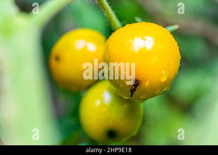 Macro closeup di heirloom varietà di gruppo di pomodori gialli maturi gruppo di grappolo appeso a coltivare su vite vegetale in giardino con gocce di acqua rugiada Foto Stock