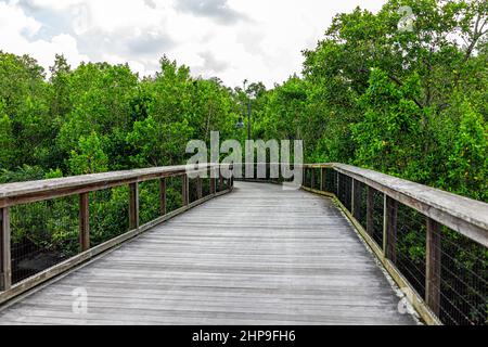 Napoli nel sud-ovest della Florida Coller County Gordon River Greenway Park passeggiata in legno attraverso mangrovie palude foresta paesaggio vista estate con n Foto Stock