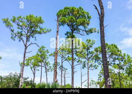 Napoli, Florida Coller County Gordon River Greenway Park con paesaggio forestale vista estiva di pini a foglia lunga nel cielo blu Foto Stock