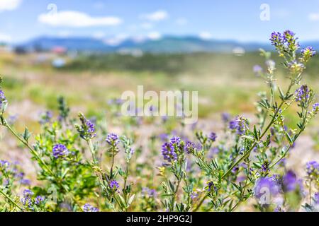 Vista paesaggio primo piano di fiori viola di Alfalfa durante l'estate dalla strada alta a Taos di montagne e villaggio chiamato Truchas Foto Stock