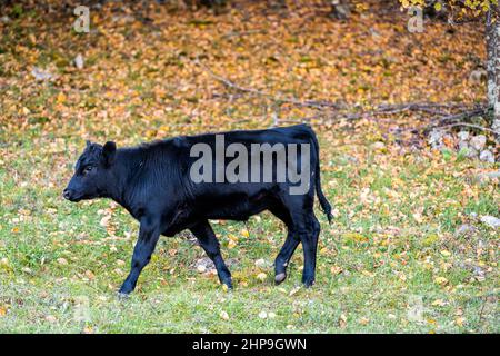 Una giovane mucca nera alimentata con erba, polpaccio a piedi e pascolo sul campo di erba pascolo nella contea di Highland, fattoria rurale Virginia durante aut colorato Foto Stock