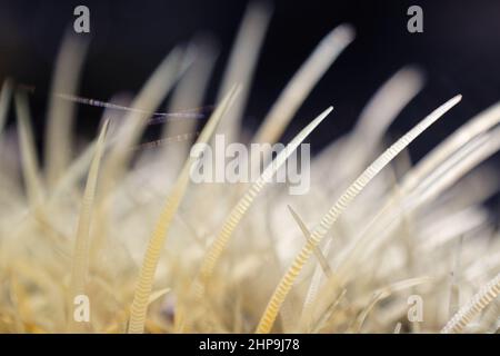 Macro fuoco poco profondo di barrel cactus spine con sfondo scuro Foto Stock