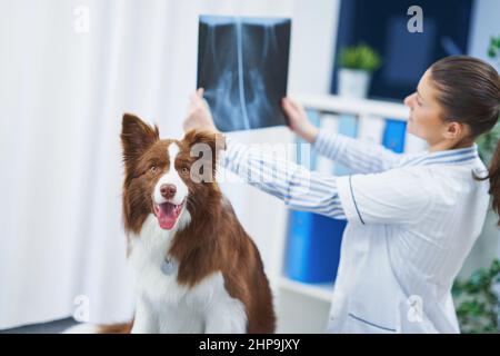 Brown Border Collie cane durante la visita in veterinario Foto Stock