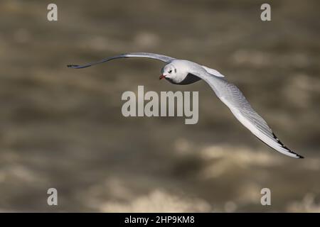 Mouette rieuse au Hourdel devant le blockhaus Foto Stock