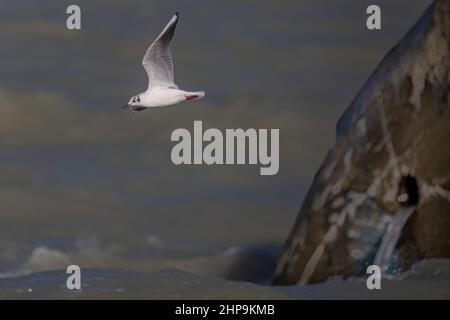 Mouette rieuse au Hourdel devant le blockhaus Foto Stock