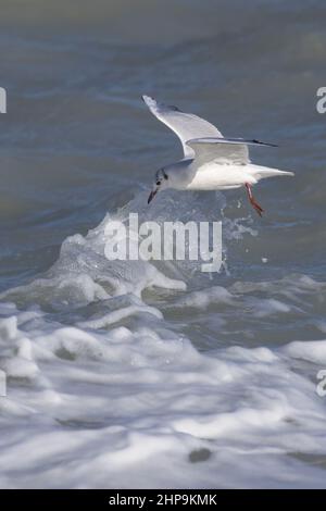 Mouette rieuse au Hourdel devant le blockhaus Foto Stock