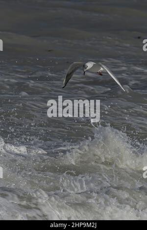 Mouette rieuse au Hourdel devant le blockhaus Foto Stock