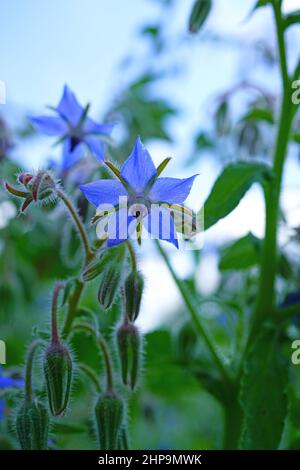 Fiori a forma di stella blu della pianta di borragine (borago officinalis) nel giardino delle erbe Foto Stock