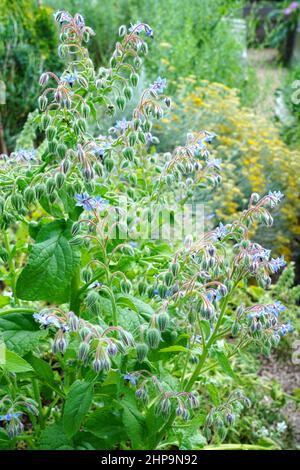 Fiori a forma di stella blu della pianta di borragine (borago officinalis) nel giardino delle erbe Foto Stock