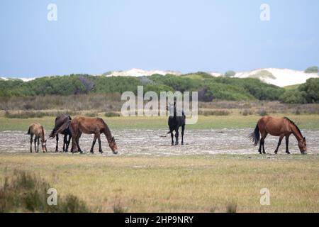 Riserva Naturale di Rooisand, Sudafrica. 19th Feb 2022. I cavalli selvaggi sono visti nella riserva naturale di Rooisand, provincia occidentale del Capo, Sudafrica, il 19 febbraio 2022. Credit: LYU Tianran/Xinhua/Alamy Live News Foto Stock