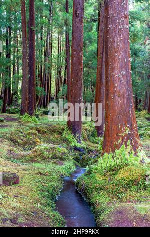 Bosco di cedro giapponese con ruscello, sull'isola di Terceira, Azzorre Foto Stock