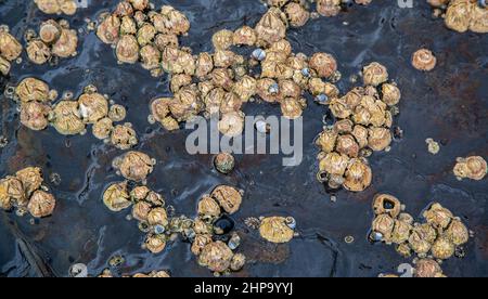 Le Limmet si aggrappano ad una superficie rocciosa presso la piattaforma di roccia intercorrente di Depot Beach, il Parco Nazionale di Murramarang sulla Soth Coast del nuovo galles del Sud, Australia Foto Stock