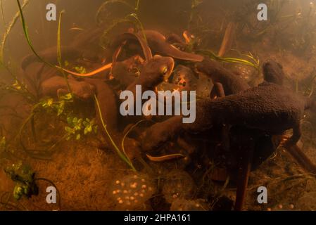I newts della California (Taricha torosa) si riuniscono per allevare e deporre le uova in un laghetto in CA. Questi salamandri sono anfibi ed endemici alla costa occidentale. Foto Stock