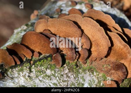 Gruppo di fungo tricaptum biforme su moncone di betulla closeup fuoco selettivo Foto Stock