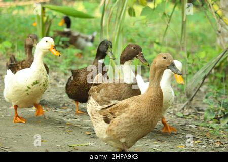 Anatra bengalese di diversi colori. Foto Stock