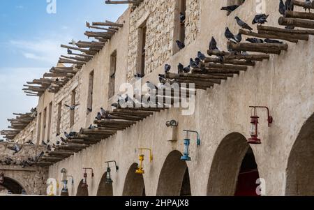 Piccioni seduti su pali di bambù sul muro di un edificio qatar a Souq Waqif, Doha, Qatar Foto Stock