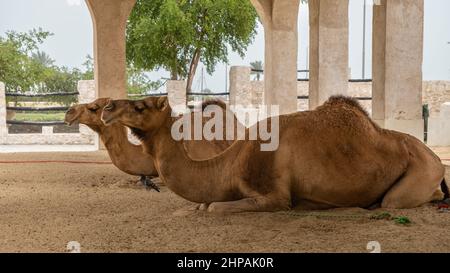 Due cammelli sdraiati a porte chiuse a Souq Waqif, Doha, Qatar Foto Stock