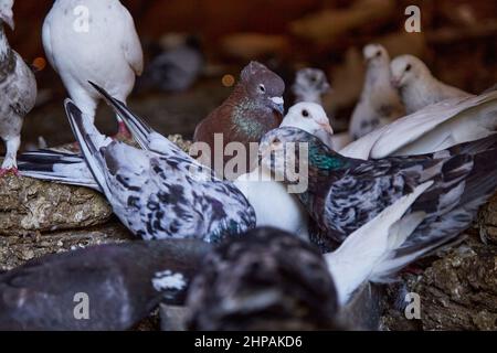 Hobby per l'anima. Allevamento di piccioni di razza pura in cortile privato. Casa calda per uccelli. Dieta carne. Il concetto di vita pastorale rurale di Naturecore. Spazio di copia. Foto Stock