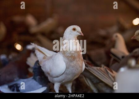 Allevamento di piccioni di razza pura in cortile privato. Casa calda per uccelli. Hobby per l'anima. Dieta carne. Naturecore vita pastorale rurale concetto Copia spazio. Foto di alta qualità Foto Stock