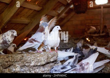 Allevamento di piccioni di razza pura in cortile privato. Casa calda per uccelli. Hobby per l'anima. Dieta carne. Naturecore vita pastorale rurale concetto Copia spazio. Foto di alta qualità Foto Stock