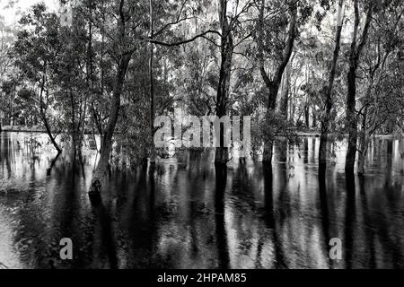 Moody scala di grigi allagato tronchi di gum-alberi sul fiume Murrumbidgee nell'Outback Australia all'alba. Foto Stock