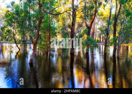 Tronchi allagati di gum-alberi sul fiume Murrumbidgee nell'Outback Australia all'alba. Foto Stock