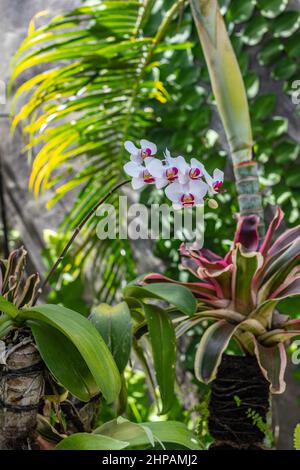 Orchidee in fiore nel giardino. Bali, Indonesia. Foto Stock