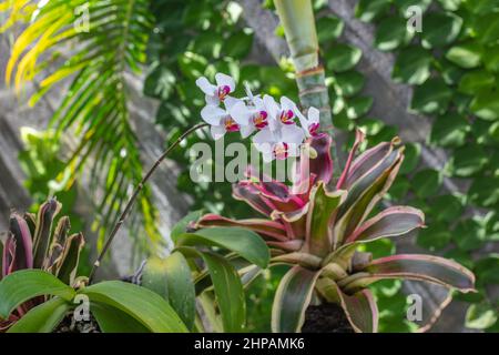 Orchidee in fiore nel giardino. Bali, Indonesia. Foto Stock