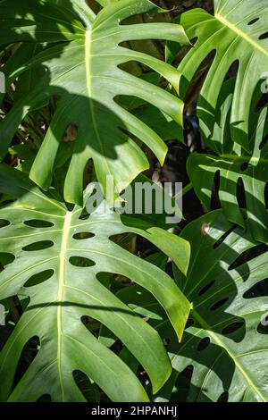 Pianta di Monstera crescente. Sfondo verde floreale. Immagine verticale. Foto Stock