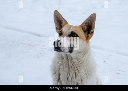 Ritratto di un maschio adulto di colore bianco e rosso. Un cane senza tetto seduto su una strada coperta di neve. Ora invernale. Nessuna gente. Foto Stock