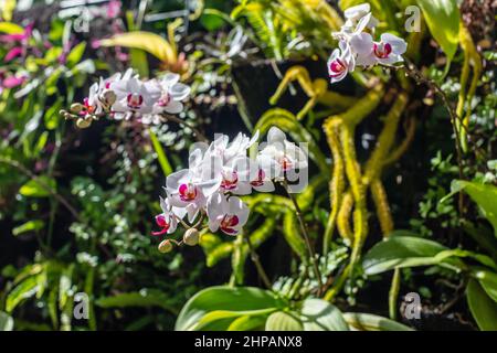 Orchidee in fiore nel giardino. Bali, Indonesia. Foto Stock